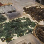 Maritimer Workshop Bielefeld | Ostsee-Kunst im NIVAS (14 Uhr)